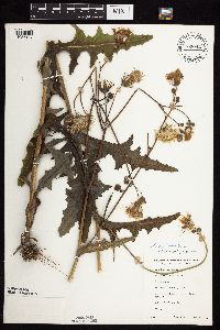 Sonchus arvensis image