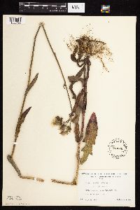 Sonchus arvensis image