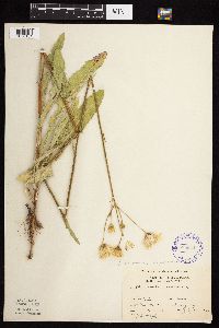 Sonchus arvensis image