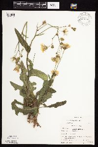 Sonchus arvensis image