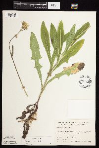 Sonchus arvensis image