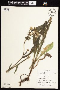 Sonchus arvensis image