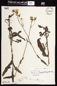 Sonchus arvensis image