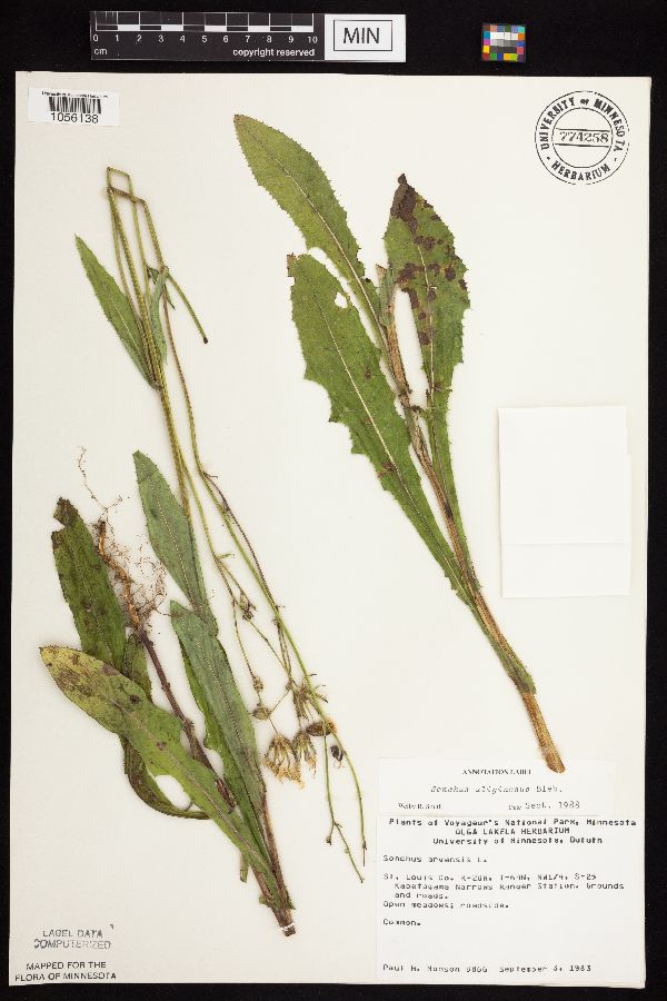 Sonchus arvensis subsp. uliginosus image
