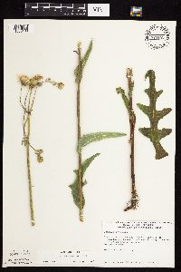 Sonchus arvensis image