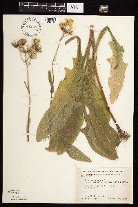 Sonchus arvensis subsp. uliginosus image