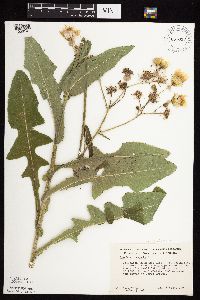 Sonchus arvensis image
