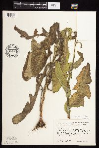 Sonchus arvensis image