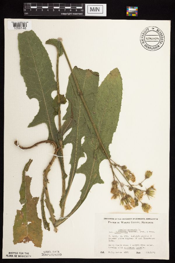 Sonchus arvensis image