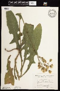 Sonchus arvensis image