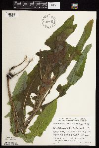 Sonchus arvensis image
