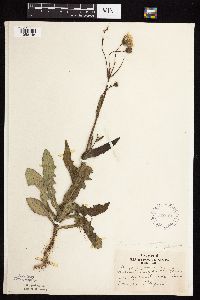 Sonchus arvensis image