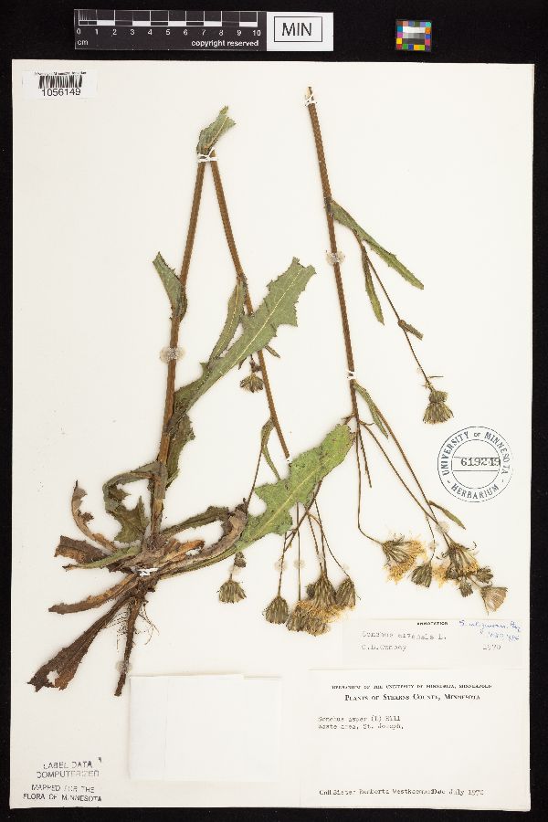 Sonchus arvensis image