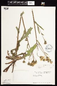 Sonchus arvensis subsp. uliginosus image