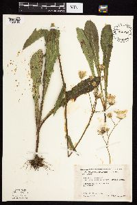 Sonchus arvensis subsp. uliginosus image