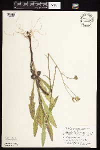 Sonchus arvensis image