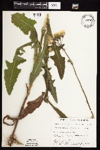 Sonchus arvensis image