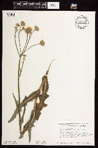 Sonchus arvensis image