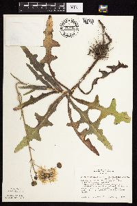 Sonchus arvensis image
