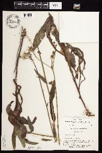 Sonchus arvensis image