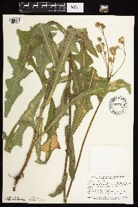 Sonchus arvensis image