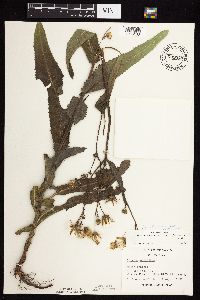 Sonchus arvensis subsp. uliginosus image