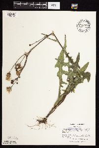 Sonchus arvensis subsp. uliginosus image