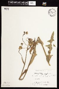 Sonchus arvensis image