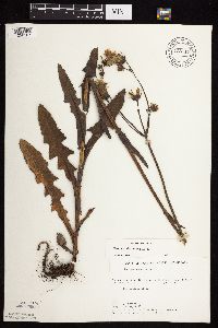 Sonchus arvensis image