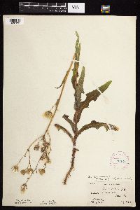 Sonchus arvensis image