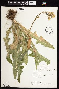 Sonchus arvensis subsp. uliginosus image