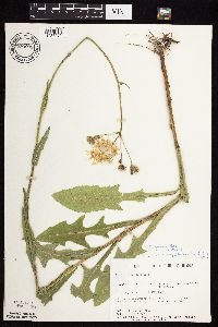 Sonchus arvensis image