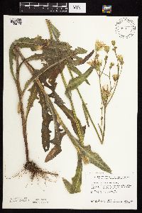 Sonchus arvensis image