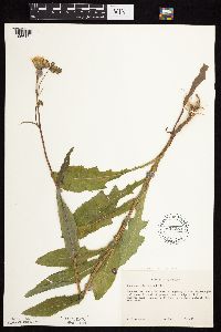 Sonchus arvensis image