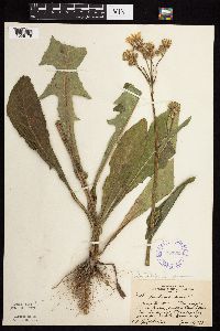 Sonchus arvensis subsp. uliginosus image