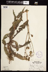 Sonchus arvensis subsp. uliginosus image