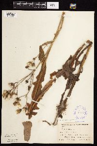 Sonchus arvensis subsp. uliginosus image