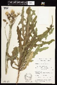 Sonchus arvensis image