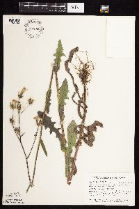 Sonchus arvensis image