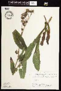 Sonchus arvensis image