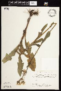 Sonchus arvensis image
