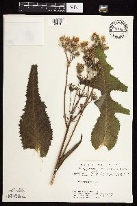 Sonchus arvensis image