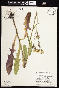 Sonchus arvensis image