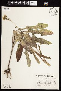 Sonchus arvensis image