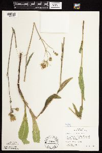 Sonchus arvensis image