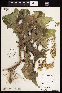 Sonchus arvensis subsp. uliginosus image