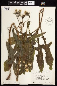 Sonchus arvensis image