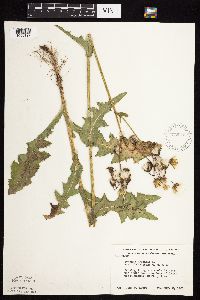Sonchus arvensis image