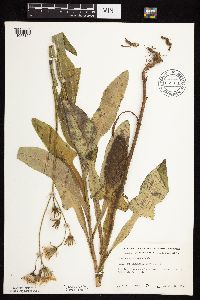 Sonchus arvensis image