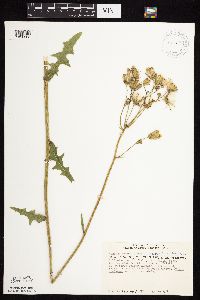 Sonchus arvensis image